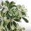 Schefflera ou cheflera