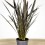 Phormium sundowner (pot 17 cm ø)