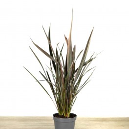 Phormium sundowner (pot 17 cm ø)