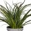 Phormium Surfer green (maceta 17 cm ø)