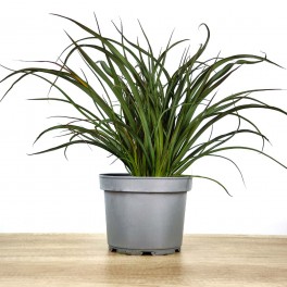 Phormium Surfer green (maceta 17 cm ø)