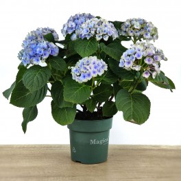Hortensia (pot Ø 15 cm)