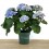 Hortênsia (vaso de 15 cm Ø)