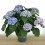 Hortênsia (vaso de 15 cm Ø)