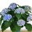 Hortênsia (vaso de 15 cm Ø)