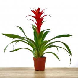 Guzmania tradicional cors (vaso 13 cm ø)