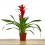 Guzmania traditionnel couleurs (pot 13 cm ø)
