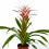 Guzmania linea Pink (test 12 cm ø)