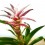 Guzmania linea Pink (maceta 12 cm ø)
