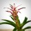 Guzmania linea Pink (test 12 cm ø)