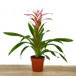 Guzmania linea Pink (test 12 cm ø)