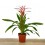 Guzmania linea Pink (test 12 cm ø)