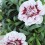 Clavel Ten Nelke