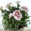 Clavel Ten Nelke