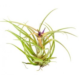 Tillandsia Capitata Peach
