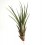Tillandsia Fasciculata