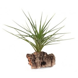Tillandsia caulescens