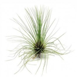 Tillandsia flifolia