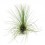 Tillandsia flifolia
