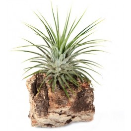 Tillandsia Ionantha