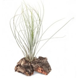 Tillandsia Juncea
