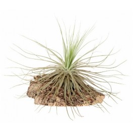 Tillandsia Magnusiana