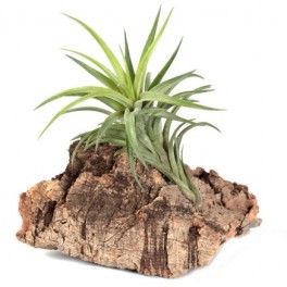 Tillandsia neglecta
