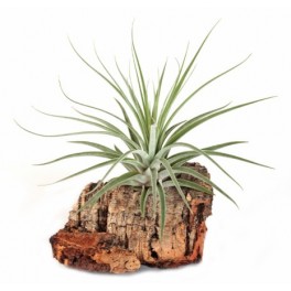 Tillandsia oaxacana
