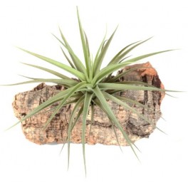 Tillandsia Aeranthos