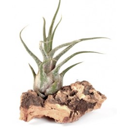 Tillandsia pruinosa
