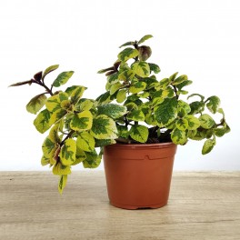 Planta del diner (test 10,5 cm ø)
