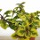 Planta del diner (test 10,5 cm ø)