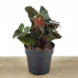 Syngonium Arrow (pot 12 cm ø)