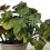 Planta del diner (test 10,5 cm ø)