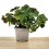 Planta del diner (test 10,5 cm ø)