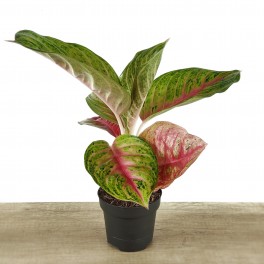 Aglaonema Grand Blossom (vaso de 12 cm Ø)