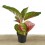 Aglaonema Grand Blossom (test 12 cm  Ø)