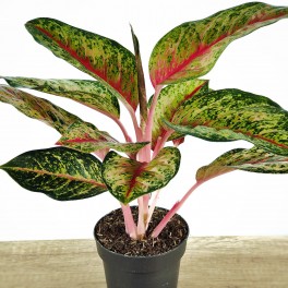 Aglaonema Paradisse Red (maceta 12 cm  Ø)