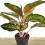 Aglaonema Paradisse Red (pot 12 cm Ø)