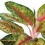 Aglaonema Paradisse Red (maceta 12 cm  Ø)