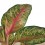 Aglaonema Paradisse Red (maceta 12 cm  Ø)