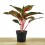 Aglaonema Paradisse Red (maceta 12 cm  Ø)