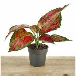 Aglaonema Ruby Love (pot 12 cm Ø)