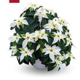 Poinsettia branca (vaso 25 cm Ø)
