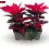 Poinsettia o Flor de pascua roja (jardinera 25 cm con 2 ponsetia)