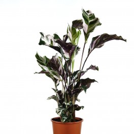 Calathea Fusion White (pot 14 cm ø)
