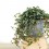Pilea Glauca (maceta 10,5 cm Ø)
