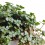 Pilea Glauca (maceta 10,5 cm Ø)