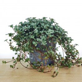 Pilea Glauca (maceta 10,5 cm Ø)