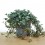 Pilea Glauca (maceta 10,5 cm Ø)